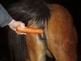 Horse ass carrot anal