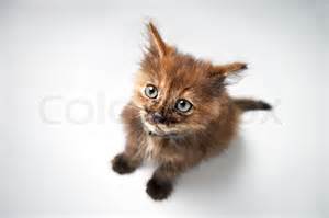 Charming small pussy cat isolated on gray background | Stock Photo ...