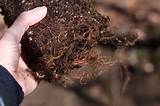 planting a black pussy willow by Justine Hand, loosen roots ...