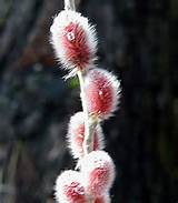 Rare Burgundy 'Mt Asama' Pussy Willow - Easy to Grow - 4