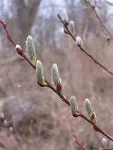 Pussy Willow Flowers