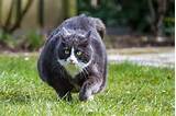 Chien ou chat trop gros : que faire ? chat - SantÃ©Vet