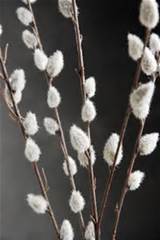 Pussy Willow Branches 31 in. Artificial (Pack of 12)