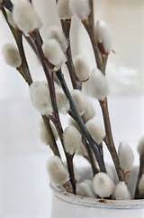 Pussy willow. VIBEKE DESIGN | Blanc | Pinterest