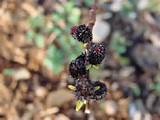 Salix gracilistyla var. melanostachys - Black Pussy Willow