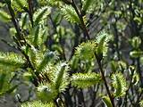 Pussy Willows | hollyhocks and pussywillows..... | Pinterest