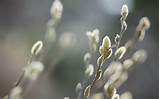 Pussy Willow [2880x1800] [OC]