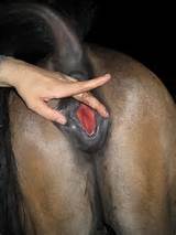 Image Search Horse Pussy