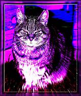 big purple pussy cat.. | Flickr - Photo Sharing!