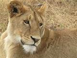 Big pussy cat, Serengeti, Kenya.