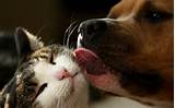 Dog licking pussy â€“ wallpaper-million.com