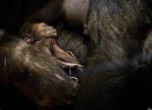 Aya, a 15-year-old gorilla, holds her new-born baby Bokito on December ...