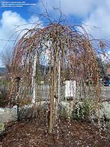 The weeping pussy willow in the Lewiston Botanical Garden in mid ...