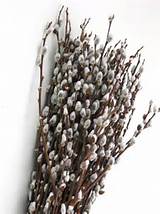 Pussy willow branches for spring centerpieces