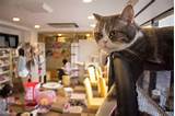 tokyo cat cafe, cats in japan, weird japanese cafe, tokyo