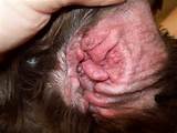 Otitis externa - dog | Flickr - Photo Sharing!