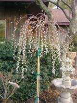 Salix caprea pendula