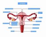 Frequent urination, urge to urinate only in urethra.not UTI/STD.at its ...
