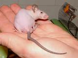 ... poor little pet mouse a hairless pussy is better than a hairless mouse