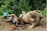 Animal Cruelty 10 endangered Pygmy elephants found dead in Malaysian ...