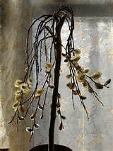 weeping pussy willow tree | Flickr - Photo Sharing!