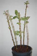 How to Propagate Pussy-Willows | outdoor spaces. gardens. | Pinterest