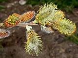 French Pussy Willow | Grimm's Gardens