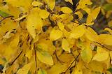 Pussy Willow (Salix discolor) in Columbus Dublin Delaware Grove City ...