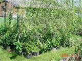 Weeping Willow Trees (Babylon)