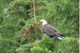 Almost Mature Bald Eagle1