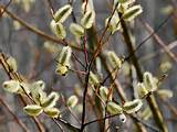 pussy willow branches