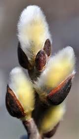 Pussy Willow | *â˜…** Flowers & Nature **â˜…* | Pinterest