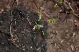 planting a black pussy willow | On Gardenista | Pinterest