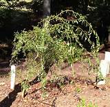 Cheryl's 2 Cents' Worth: Growing Pussy Willows and Curly Willows