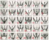 tagged different shapes of vulvas vagina shapes vayjay chart vulva