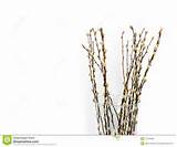 Pussy willows branches ina glass vase over white background (Salix ...