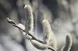 Rosegold Pussy Willow with Grainy Film Antique Look | Beverly Claire ...