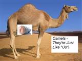 Male camels use artificial vaginas (pocket pussies) too