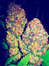 Purple Weed Pictures