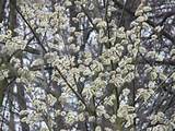 Palm Kitten, Pussy Willow, Tree, Flower, Bloom