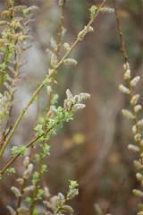 Pussy Willow Flowers - Pictures & Meanings