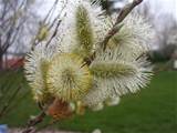 Pussy Willow Flowers