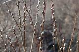 French Pussy Willow 18 24 inch Fast Growing Tree | eBay