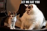 Cat vet specialist Dr. Kim Kendal enlightens Chris about a new fat ...