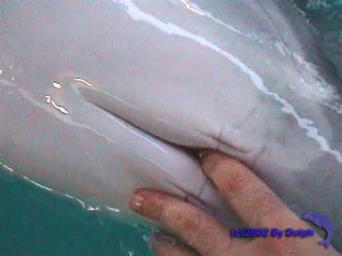 Dolphin ass sniff beast horny