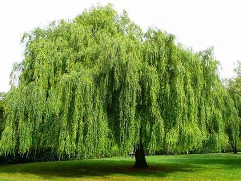 Weeping Willow Â« Perfect Plants