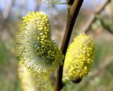 Pussy Willow Catkin