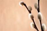 Twig Of Pussy Willow