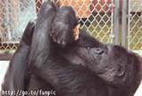gorilla_pussy.jpg