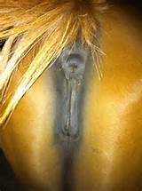 Nice â€œBIG PUSSIE ASS HOLE